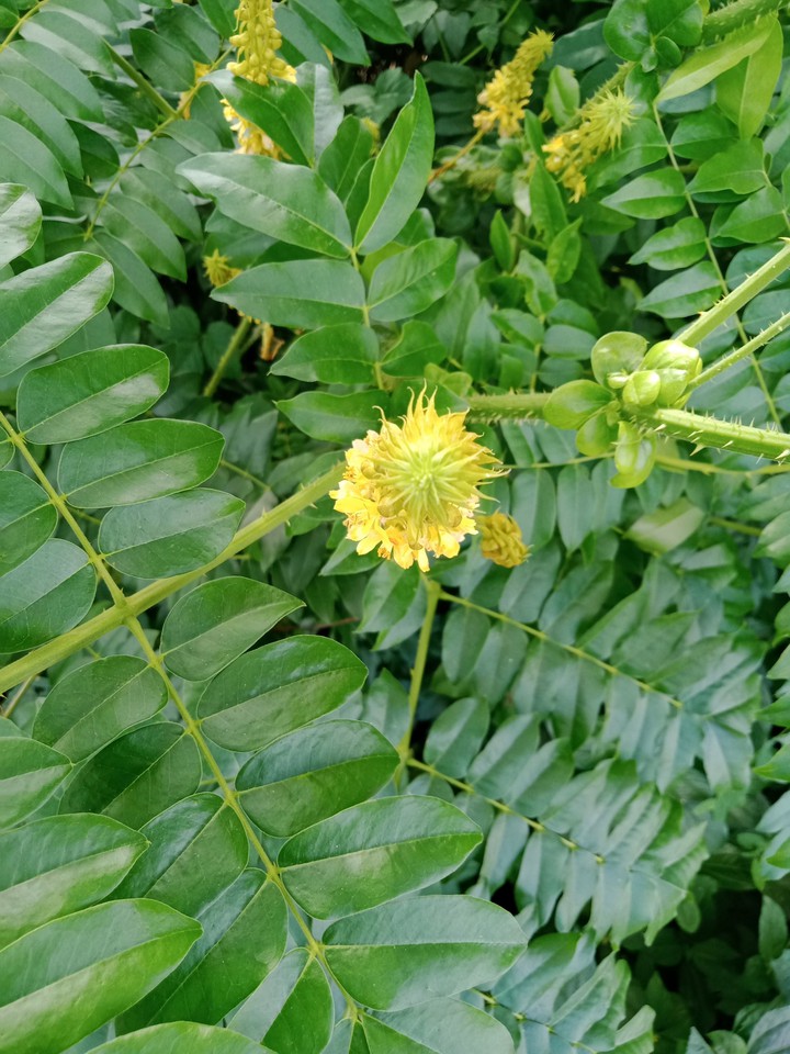 kn