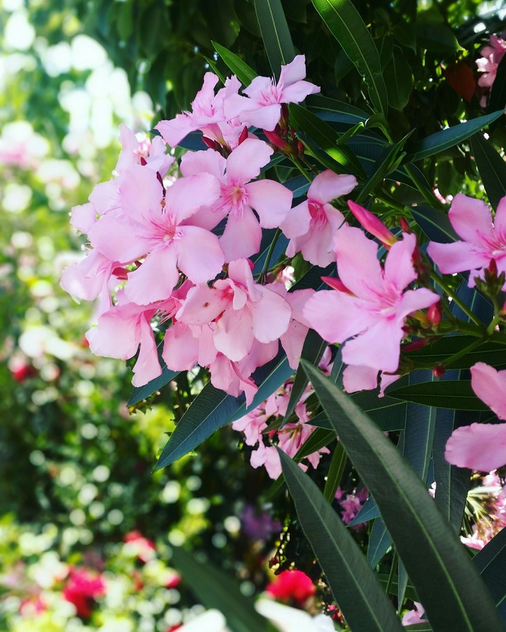 Summertime