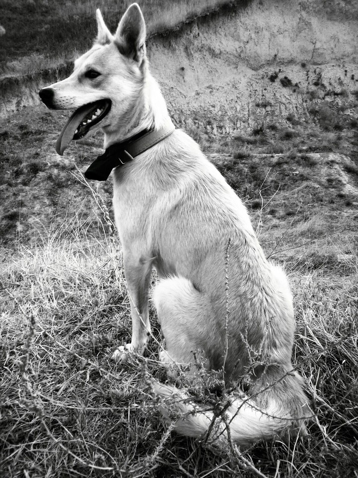 my dog
