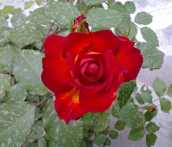 rosa