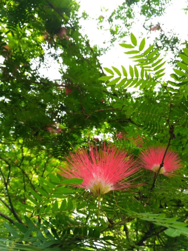 nature Beauty