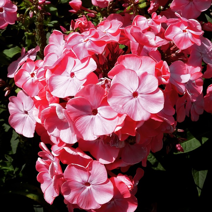 Love for flowers