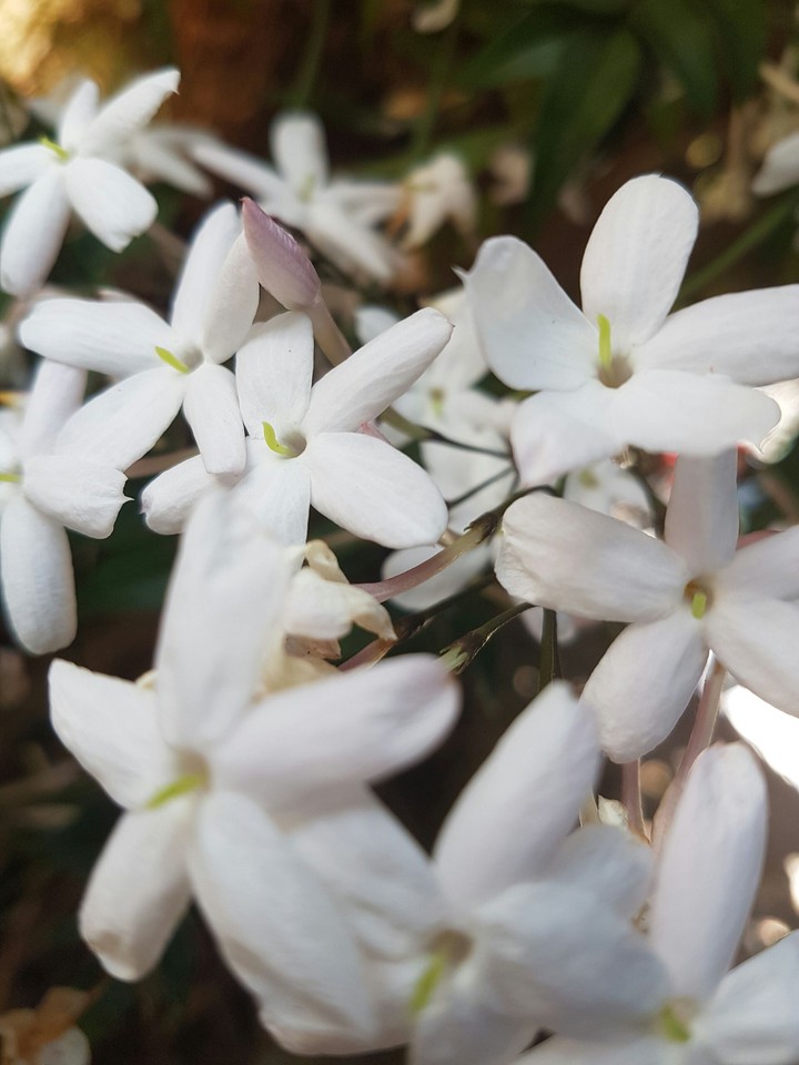 Mom flowers
