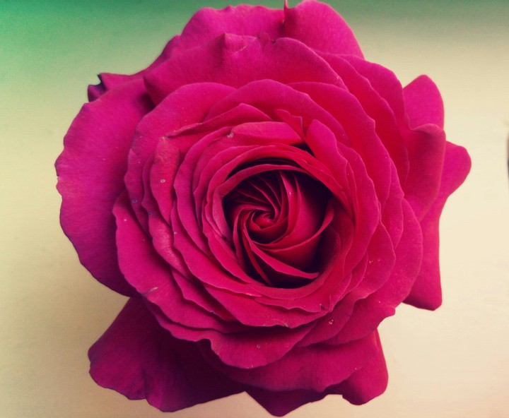 Magnificent rose