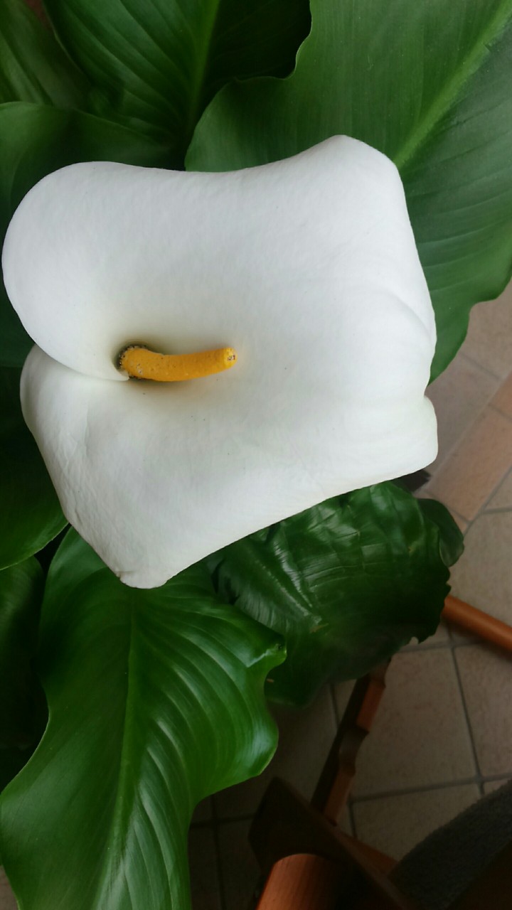 calla fiore bianco!