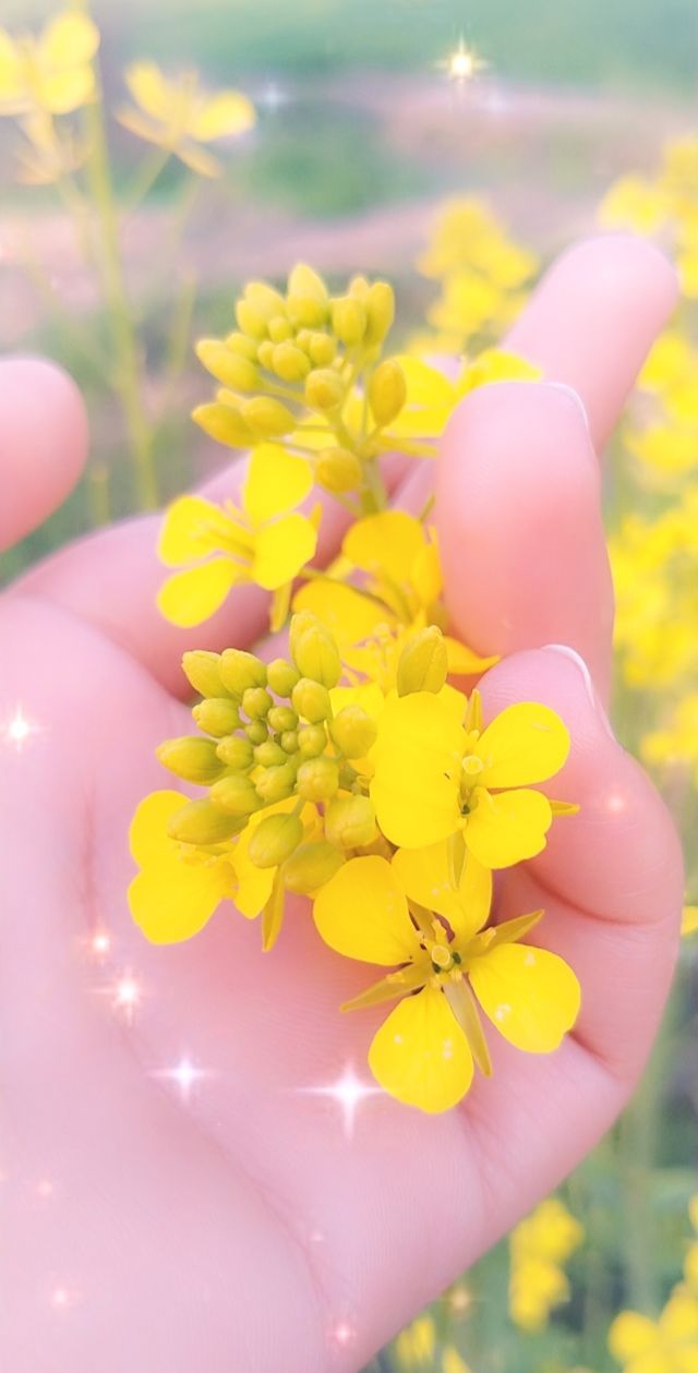 yellow flowers...