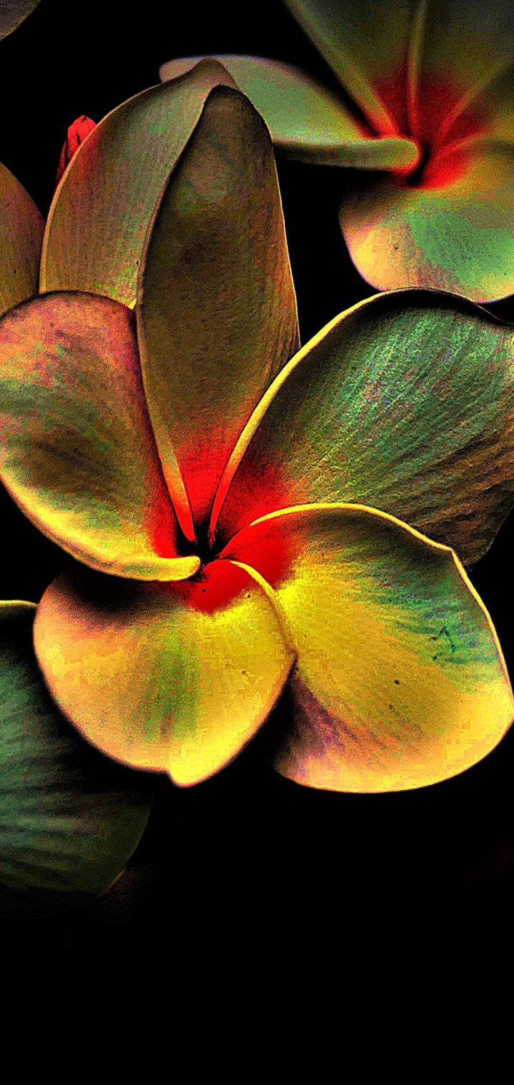 hermosa flor