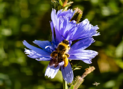 insect, flower wallpapers