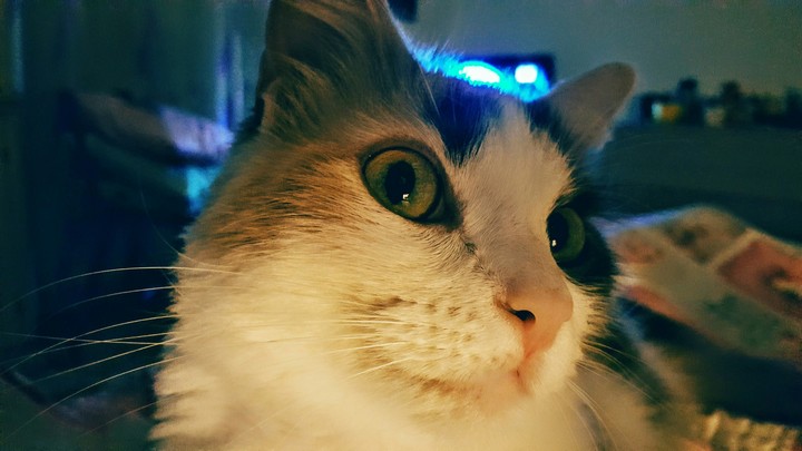 Lily the Cat