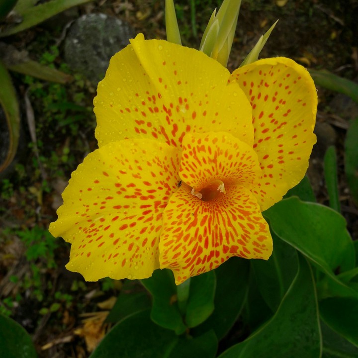 yellow flower