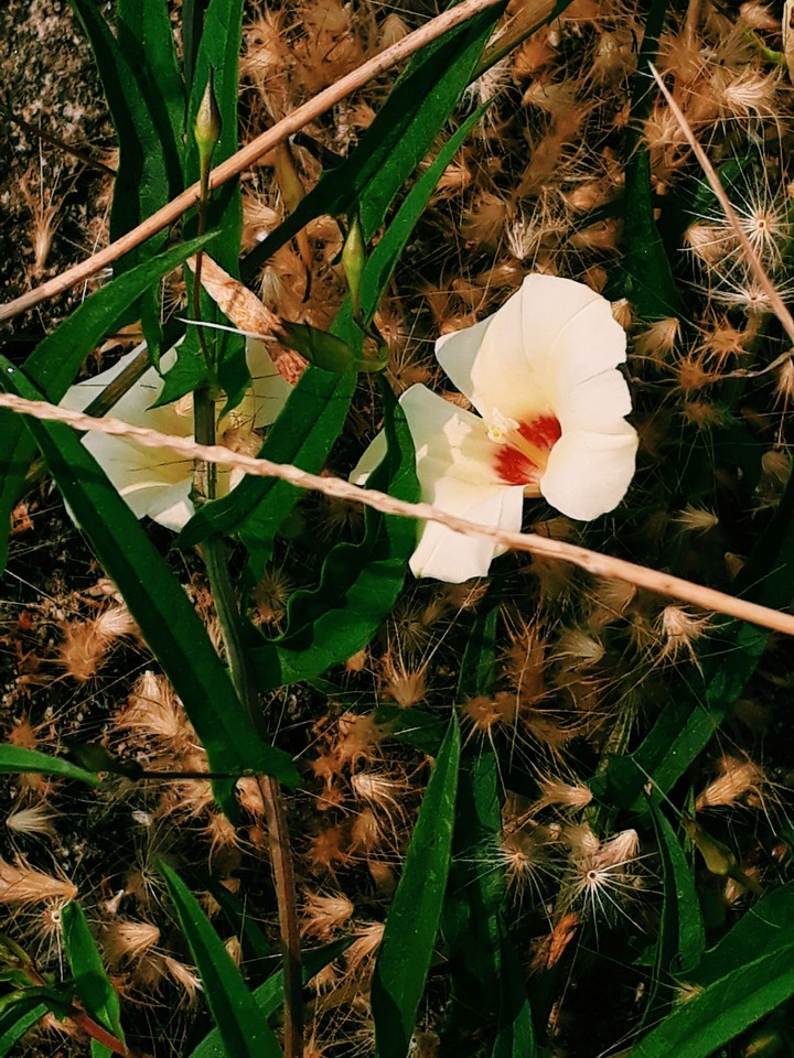flower