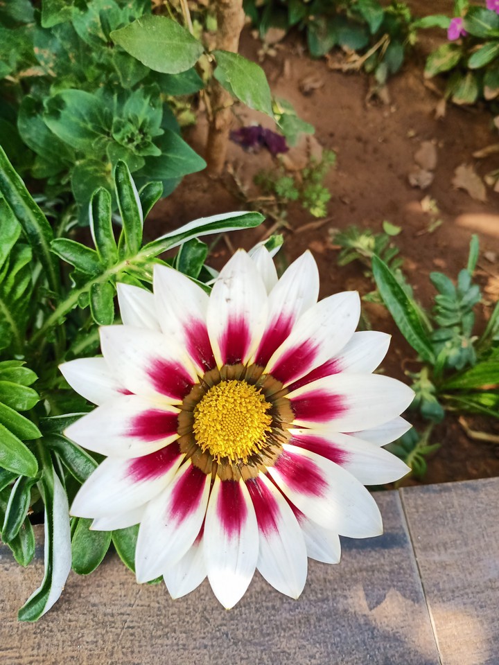 flower