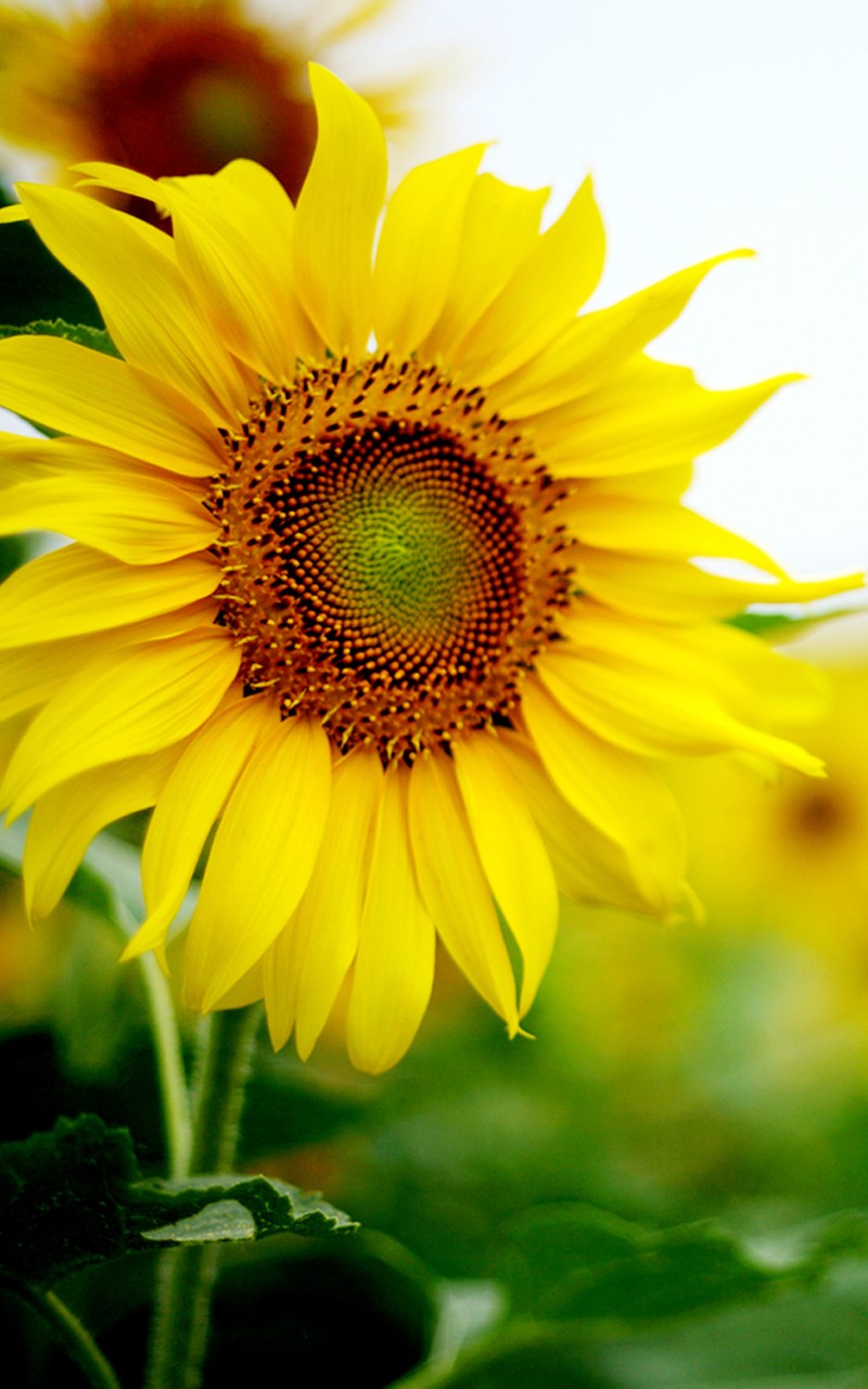 Sunflower