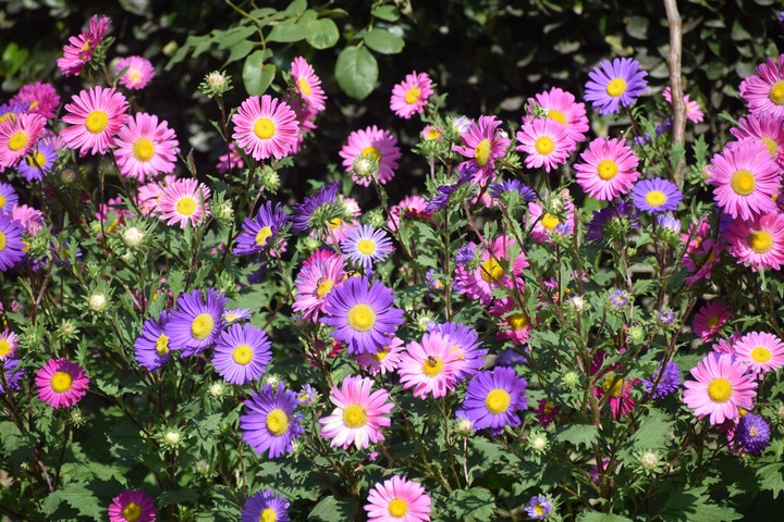 beatiful flowers in Kokernag Kashmir