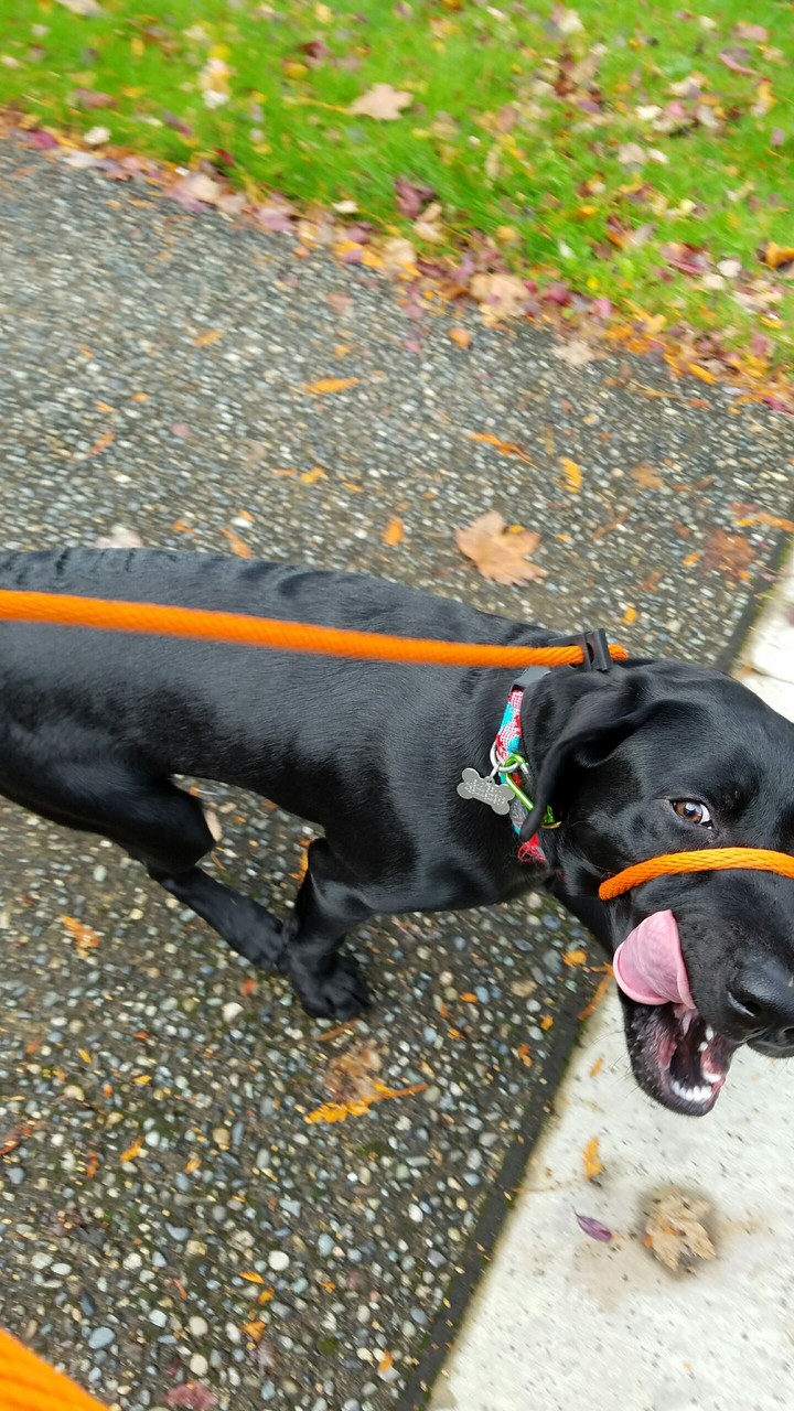 dog