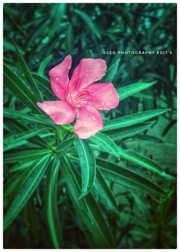 flower