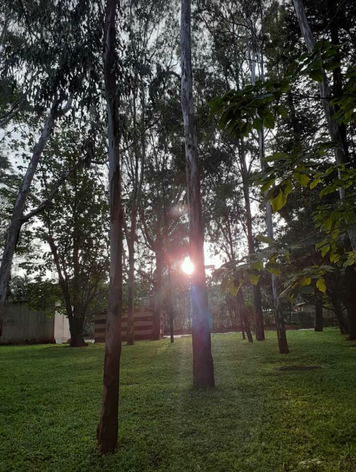 Sunset in woods
