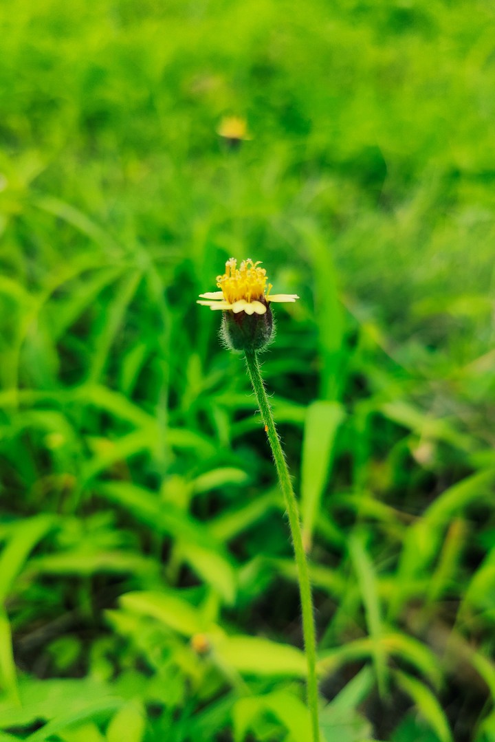 go green