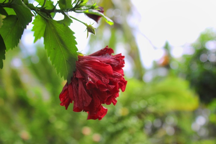 Flower