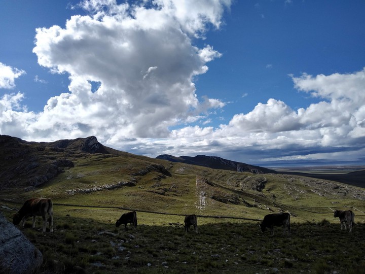 Junín