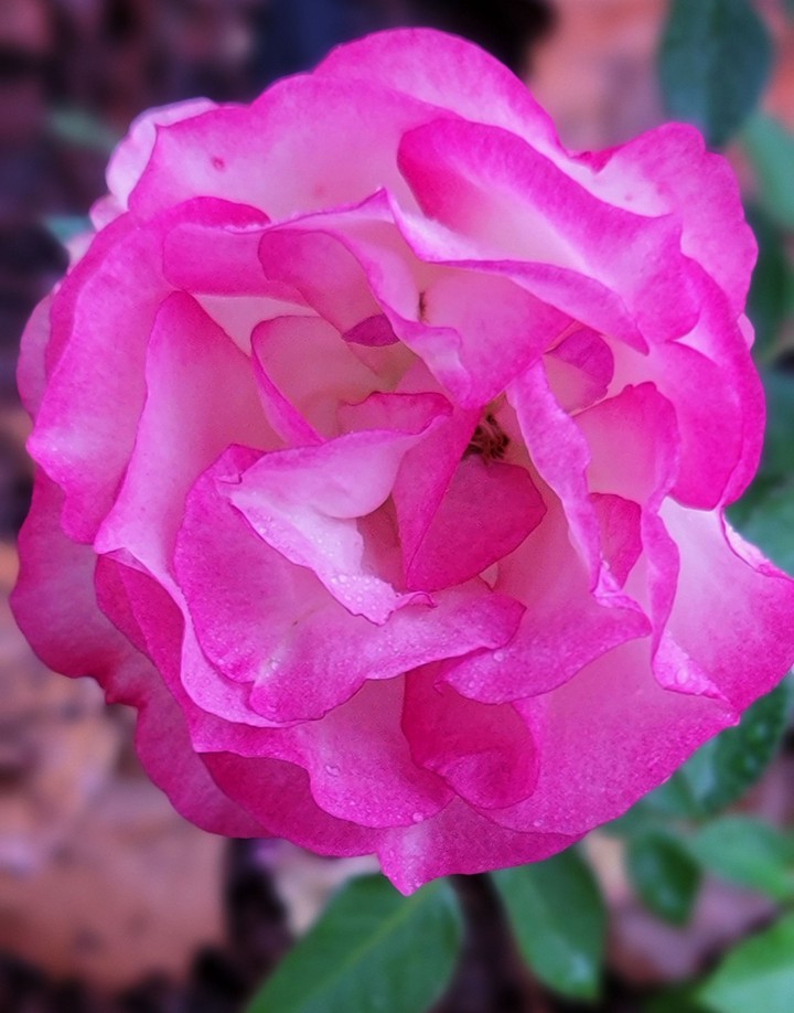 Pink Rose