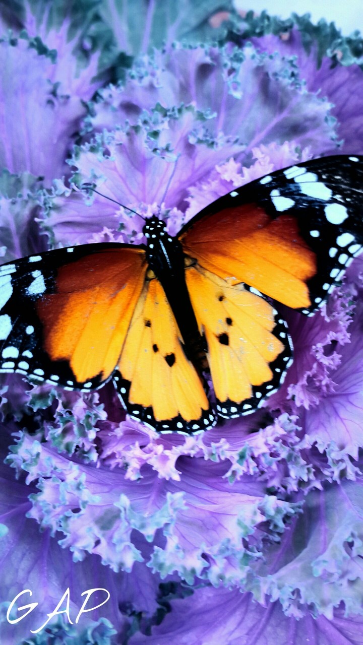 butterfly