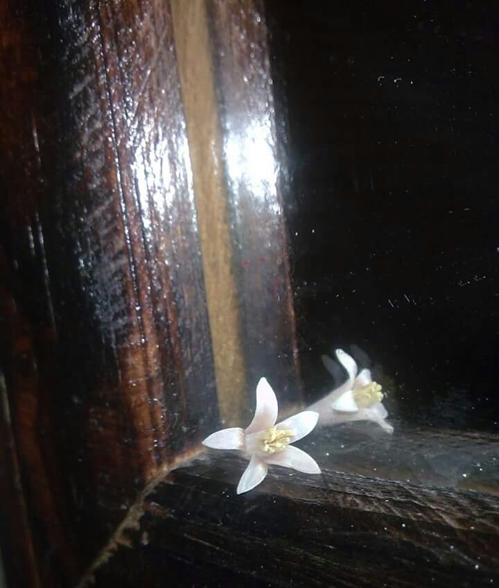 recuerdo