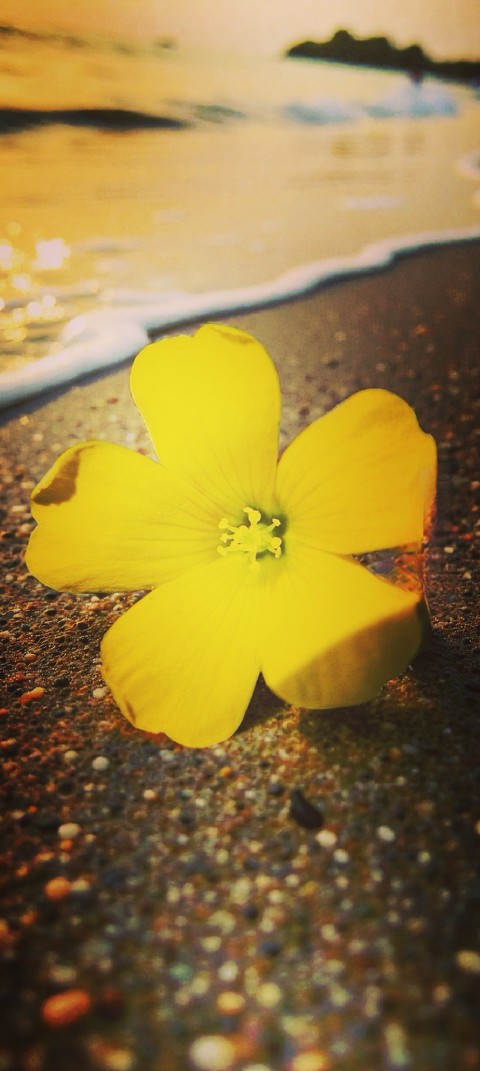 Pollen, wildflower Hintergrundbilder