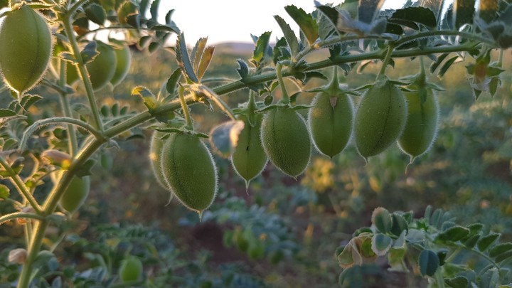 Chickpea