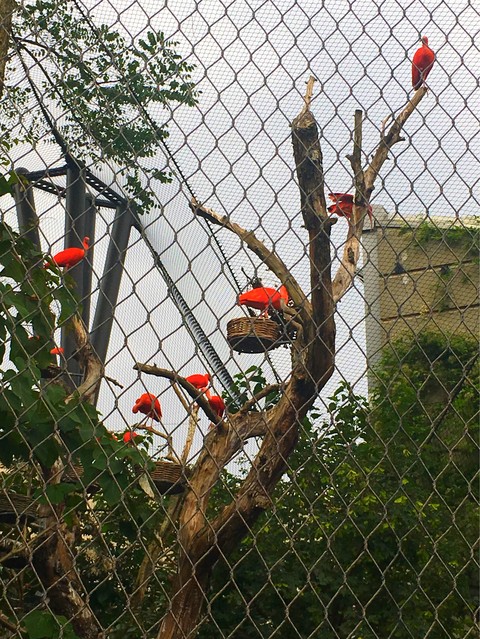 colorful birds ❤️