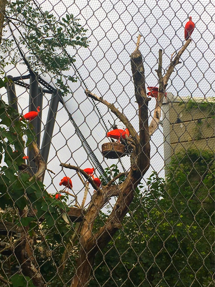 colorful birds ❤️