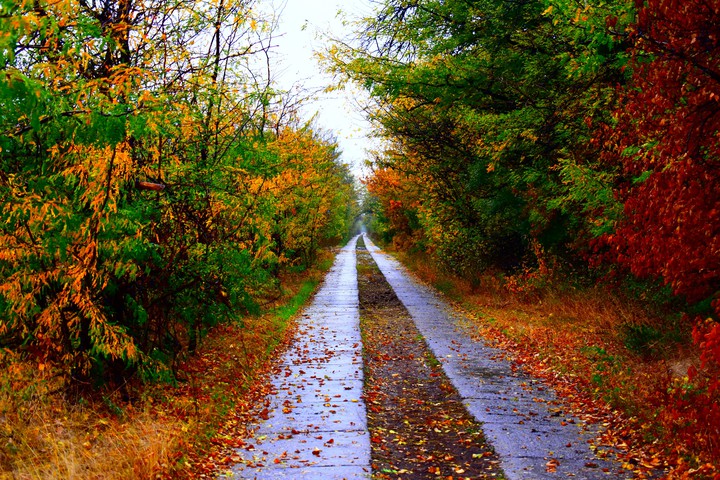 Autumn forest