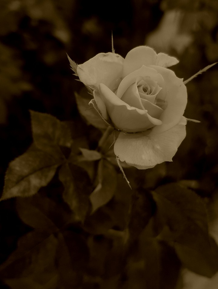 rose