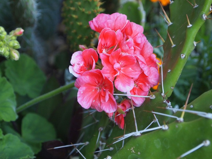 Cactus