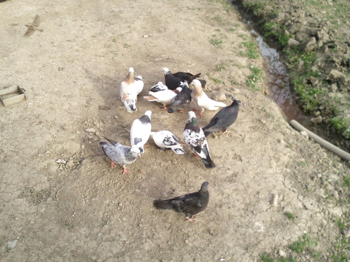 bird