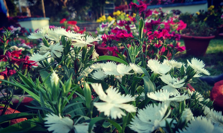 Flowers