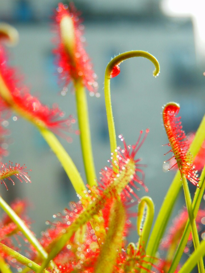 Baby Drosera Capensis