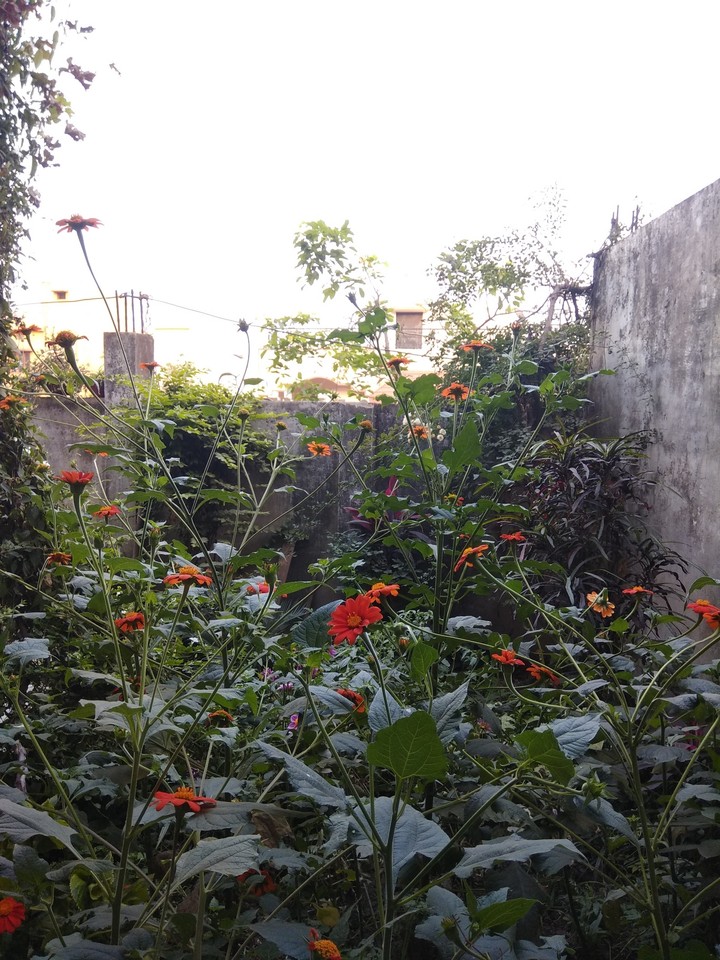 flowers