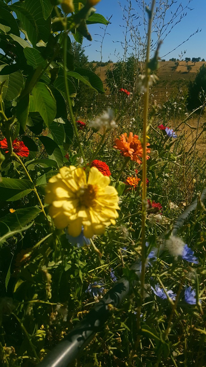 flowers