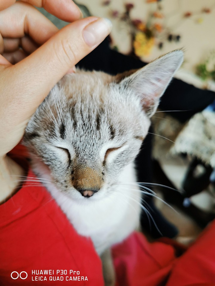 Kitty