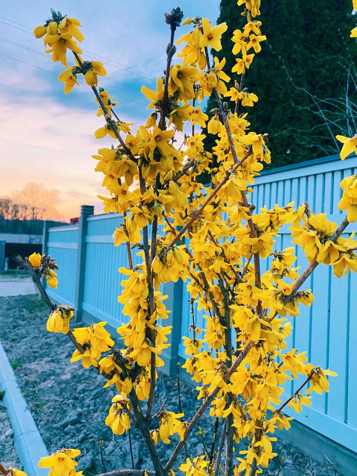 spring flowers