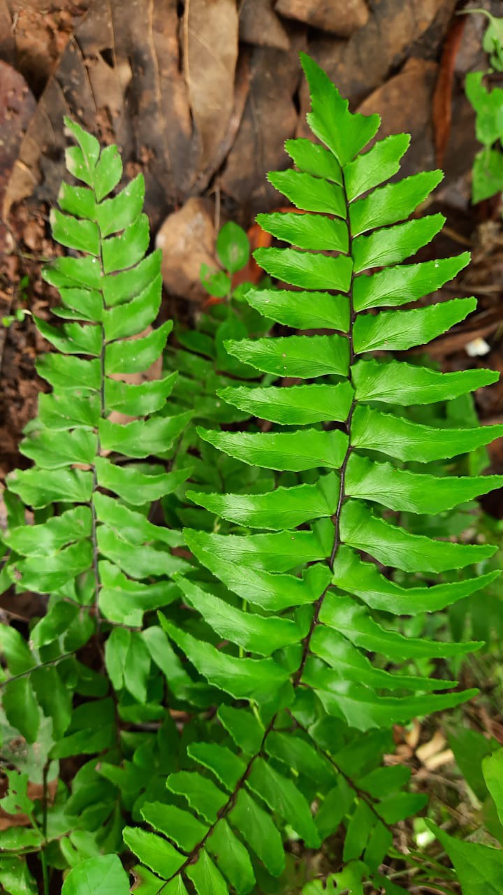 fern