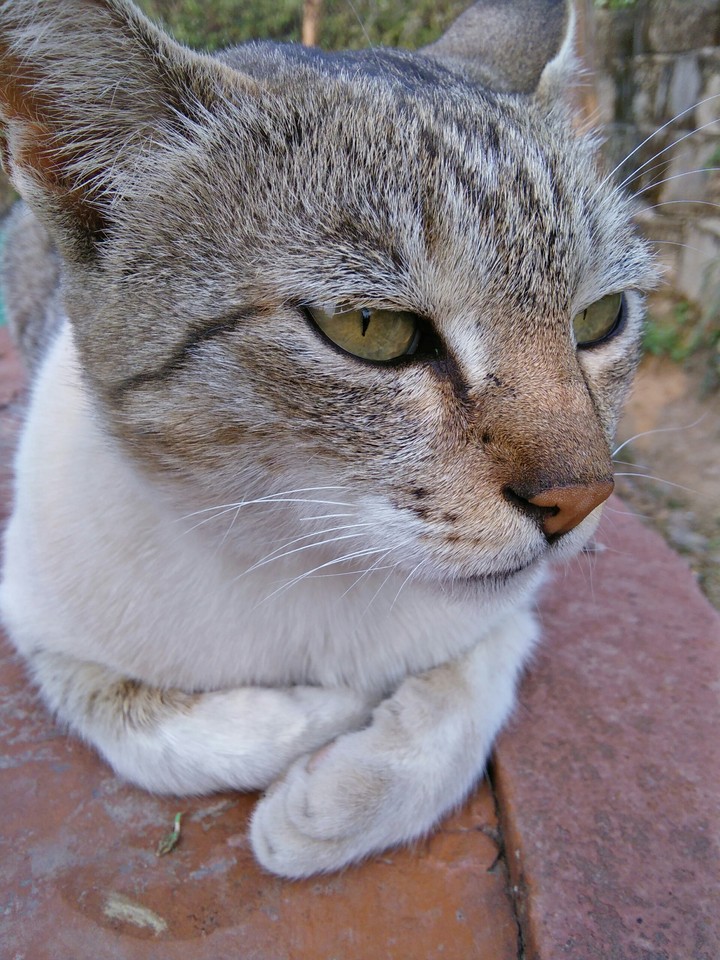 pussycat