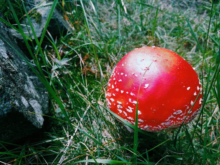 Red hat