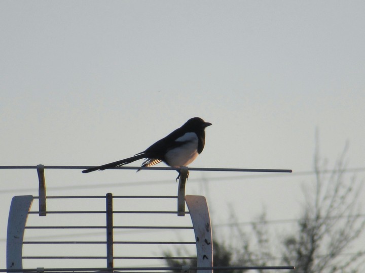 Magpie