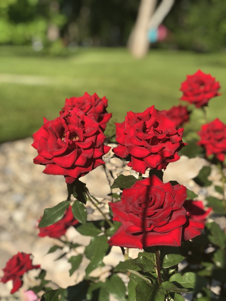 roses in the park