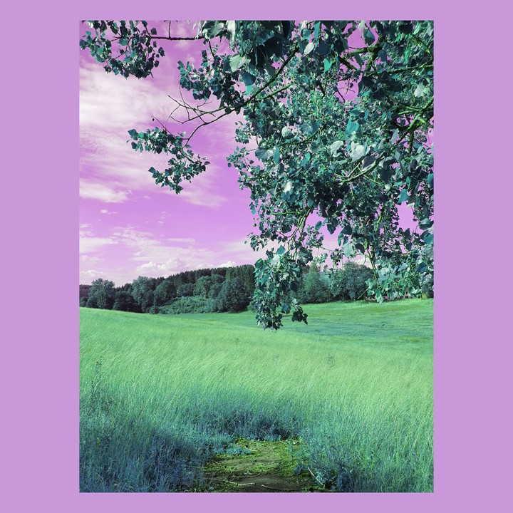 lilac field