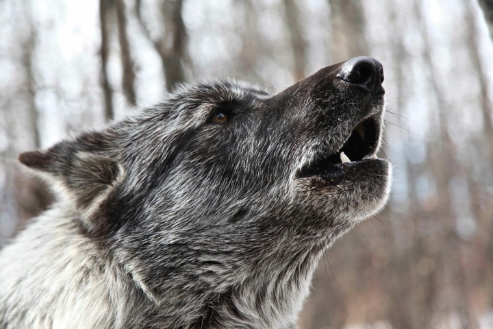 wolf