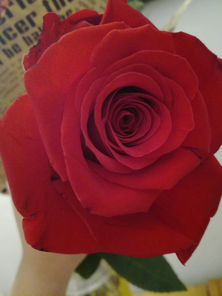 Rose❤