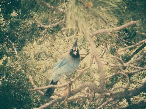 Blue Bird